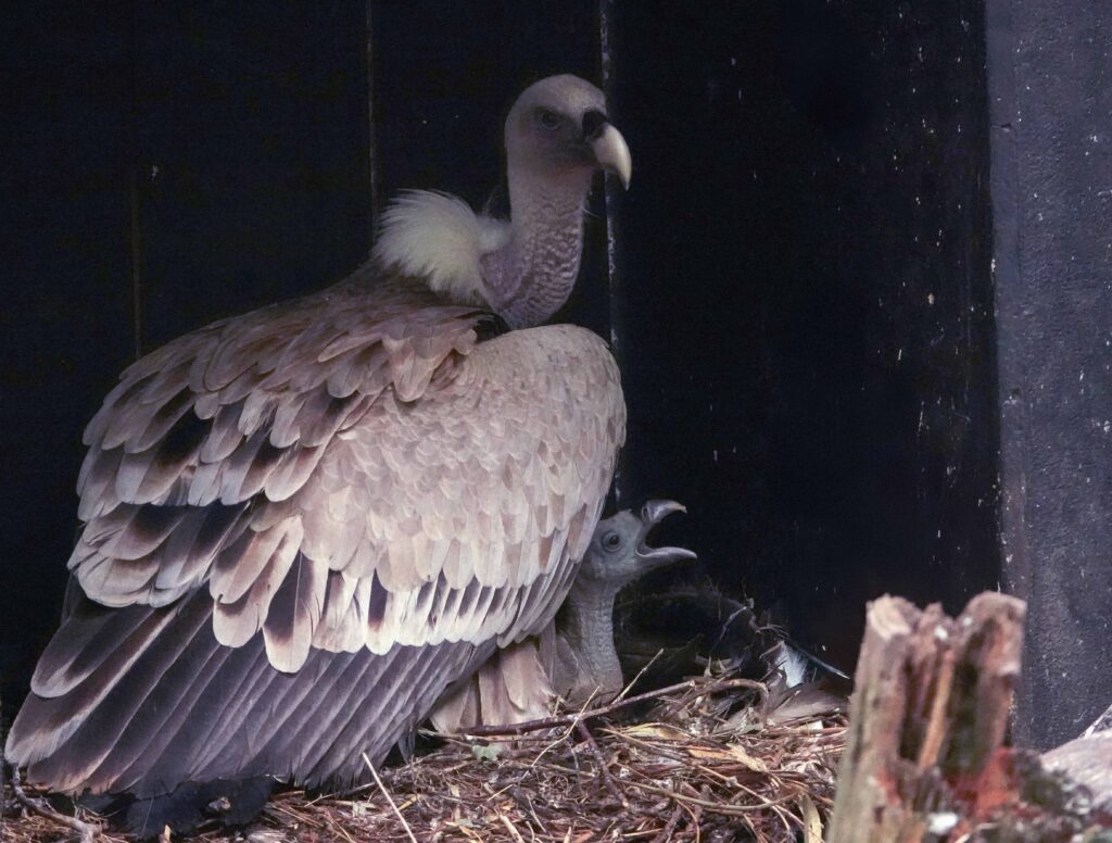 Twee gierkuikens uit het ei gekropen in DierenPark Amersfoort