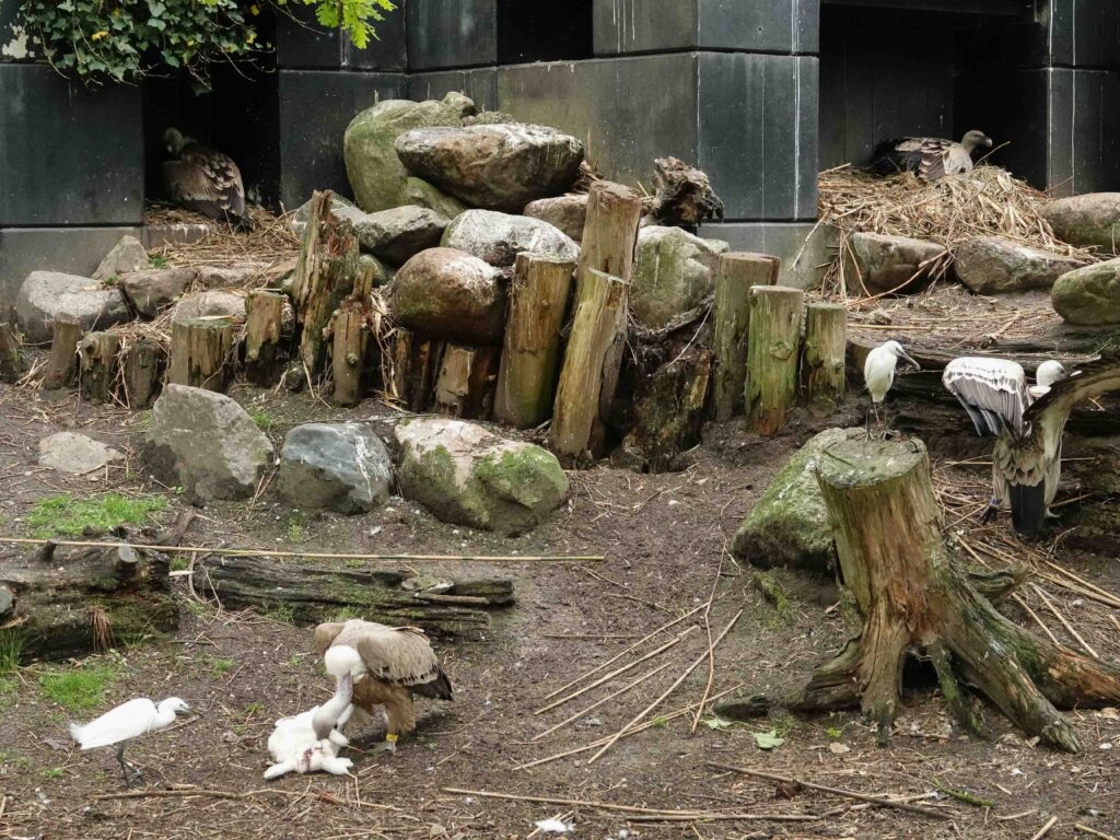 Twee gierkuikens uit het ei gekropen in DierenPark Amersfoort
