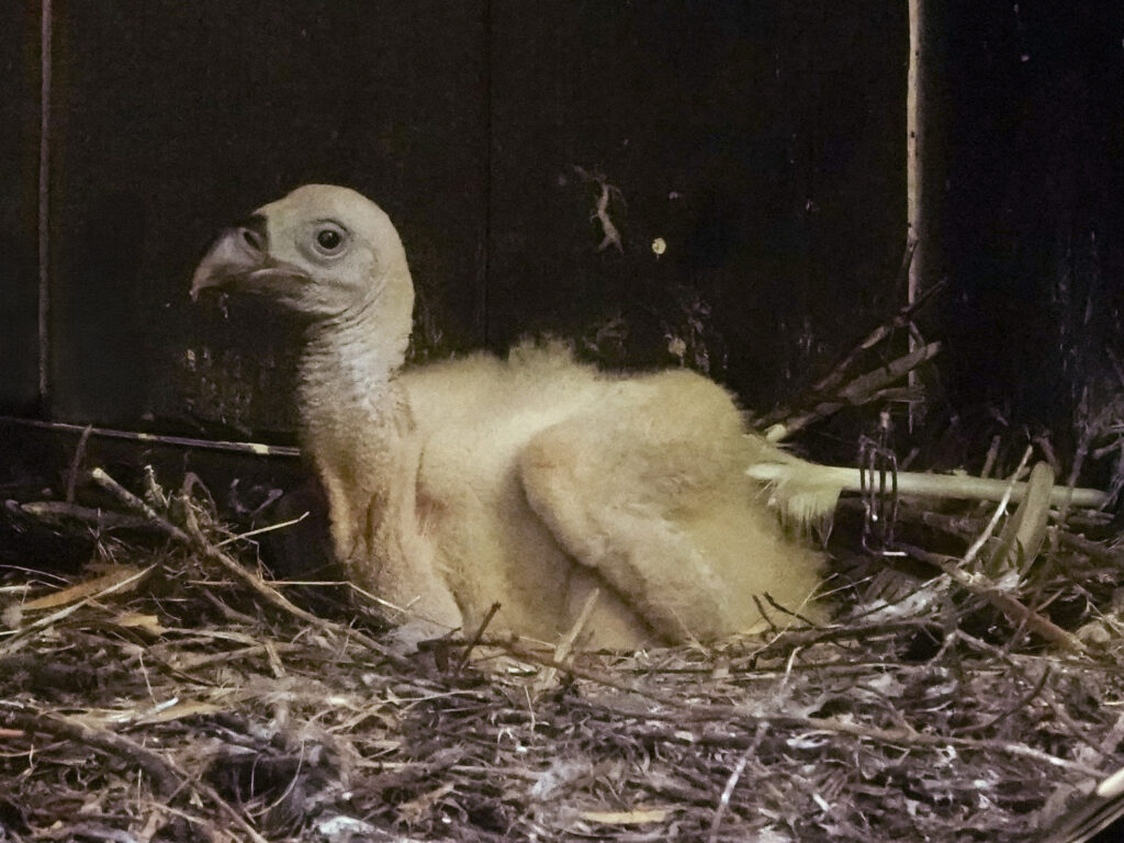 Twee gierkuikens uit het ei gekropen in DierenPark Amersfoort