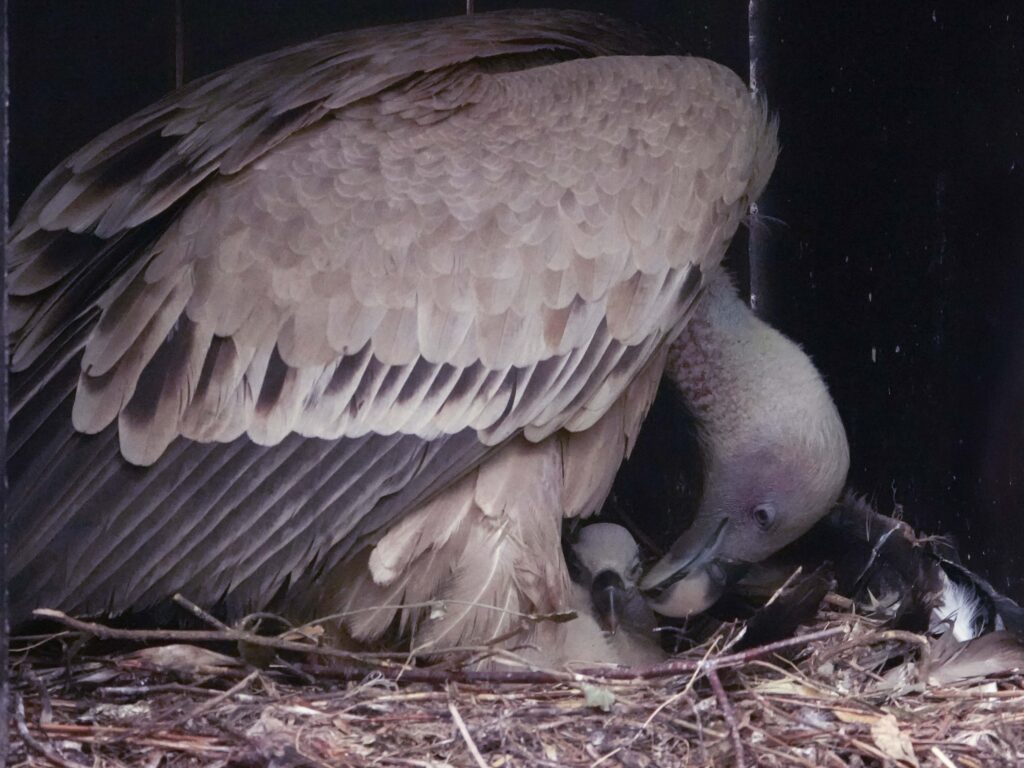 Twee gierkuikens uit het ei gekropen in DierenPark Amersfoort