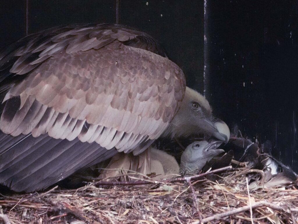 Twee gierkuikens uit het ei gekropen in DierenPark Amersfoort