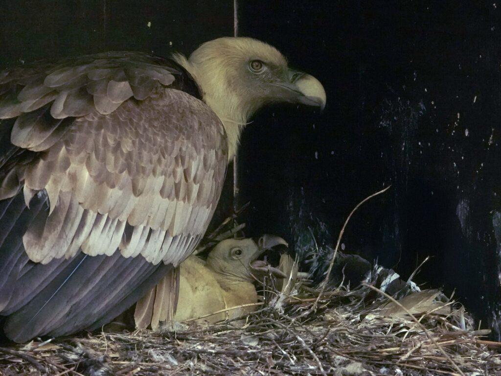 Twee gierkuikens uit het ei gekropen in DierenPark Amersfoort