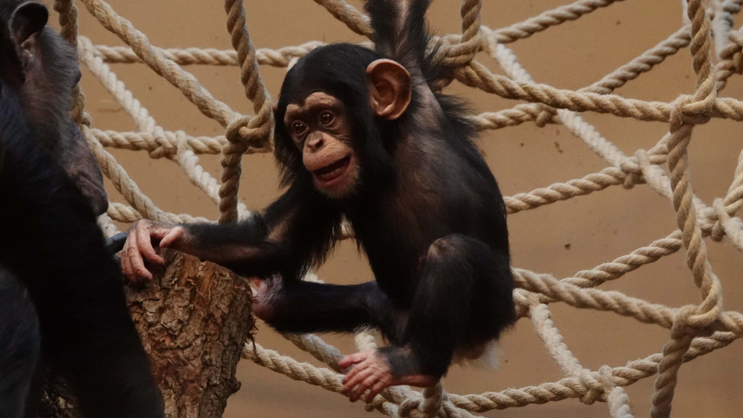 Waarom hebben dieren een staart Chimpansee DierenPark Amersfoort