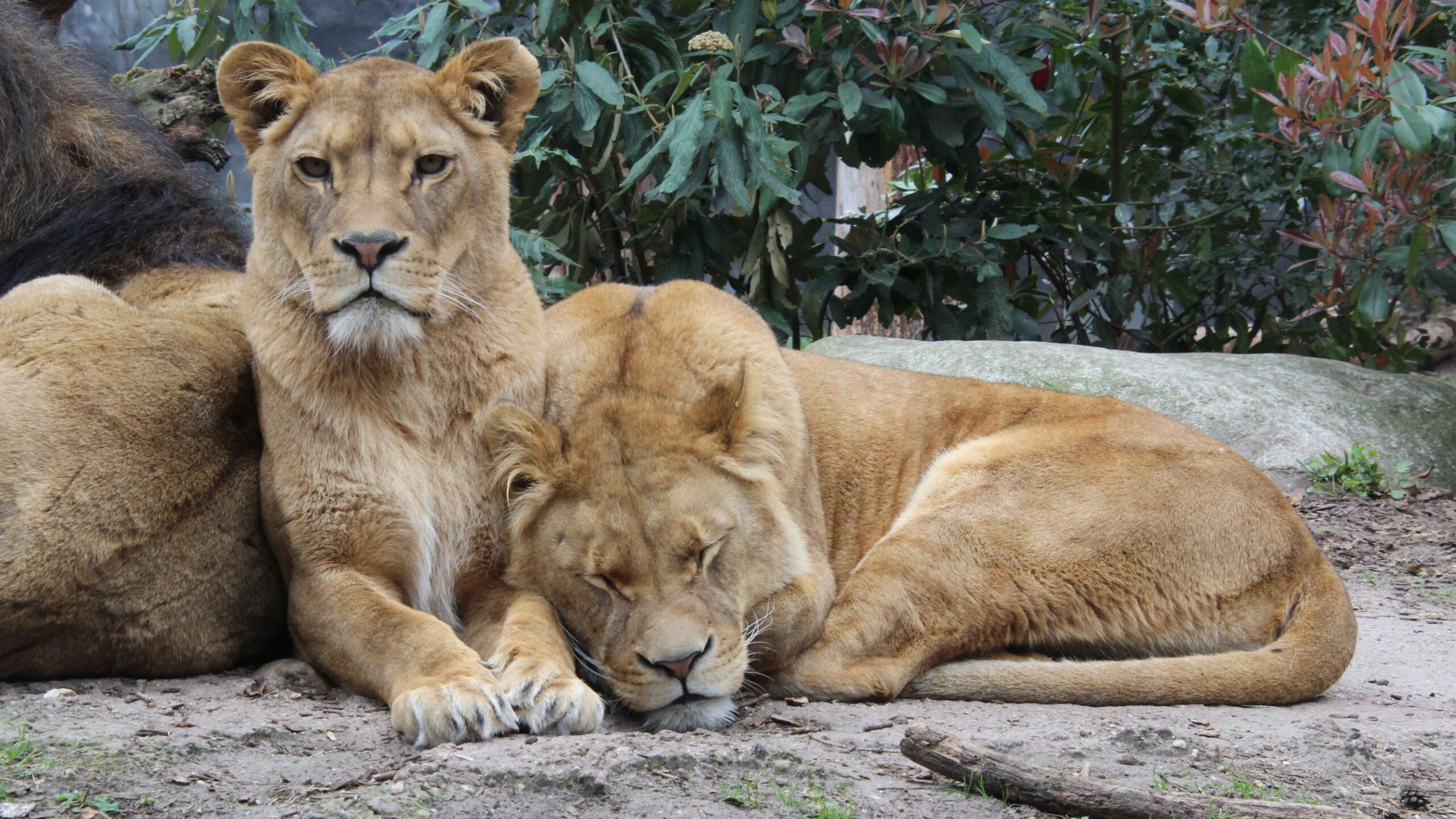 Waarom hebben dieren een staart Leeuw DierenPark Amersfoort