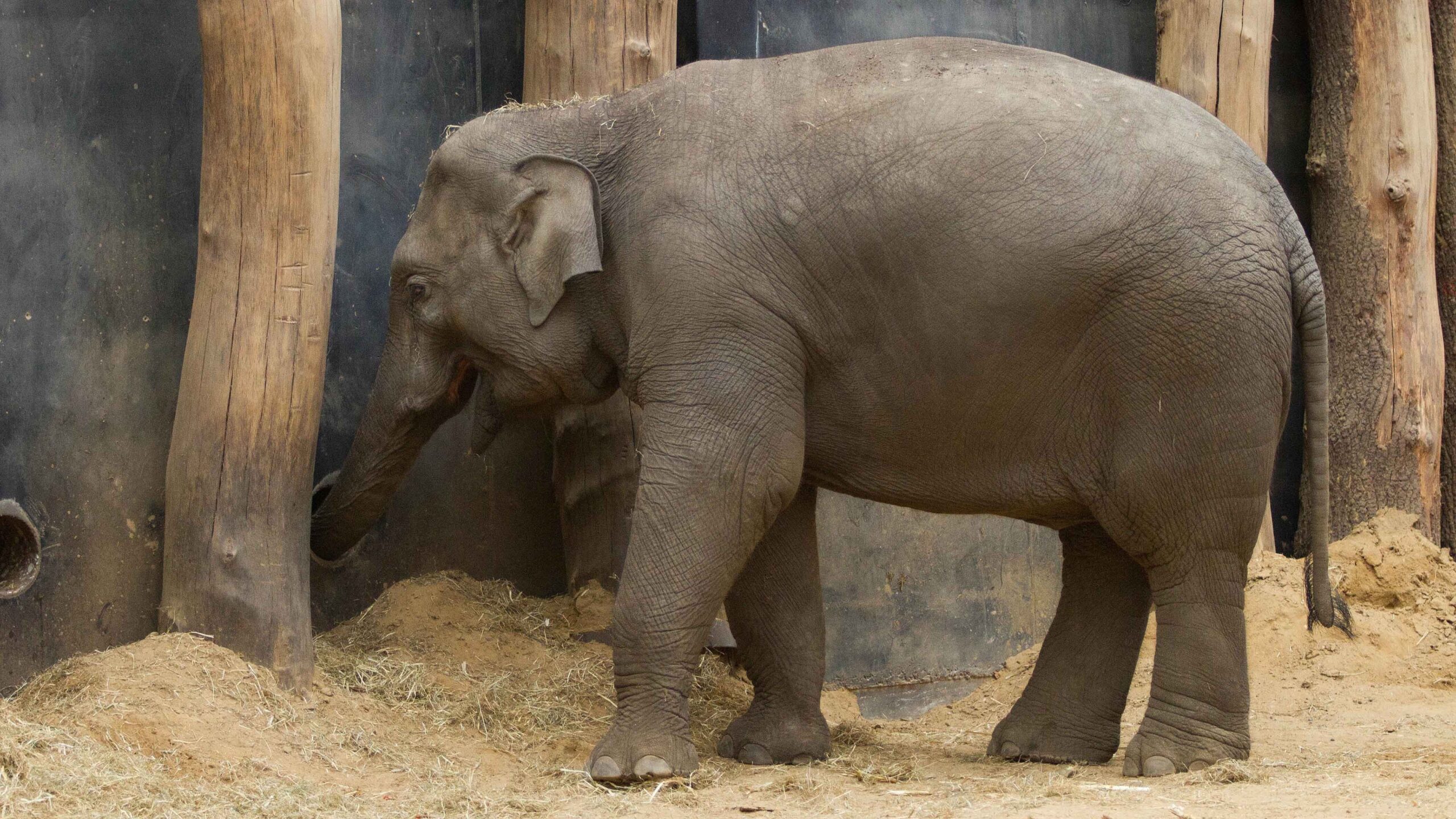 Waarom hebben dieren een staart Olifant DierenPark Amersfoort
