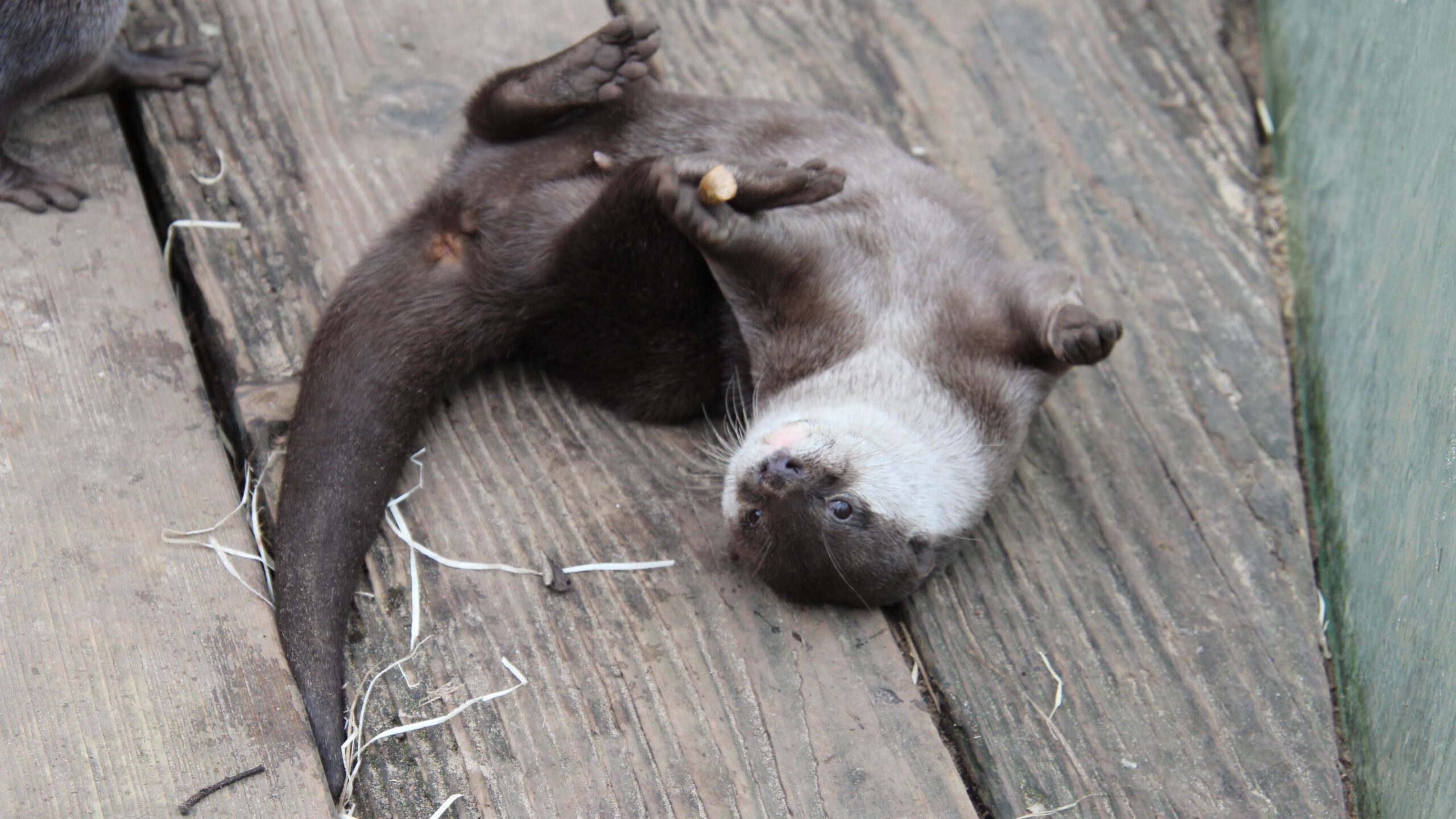 Waarom hebben dieren een staart Otter DierenPark Amersfoort