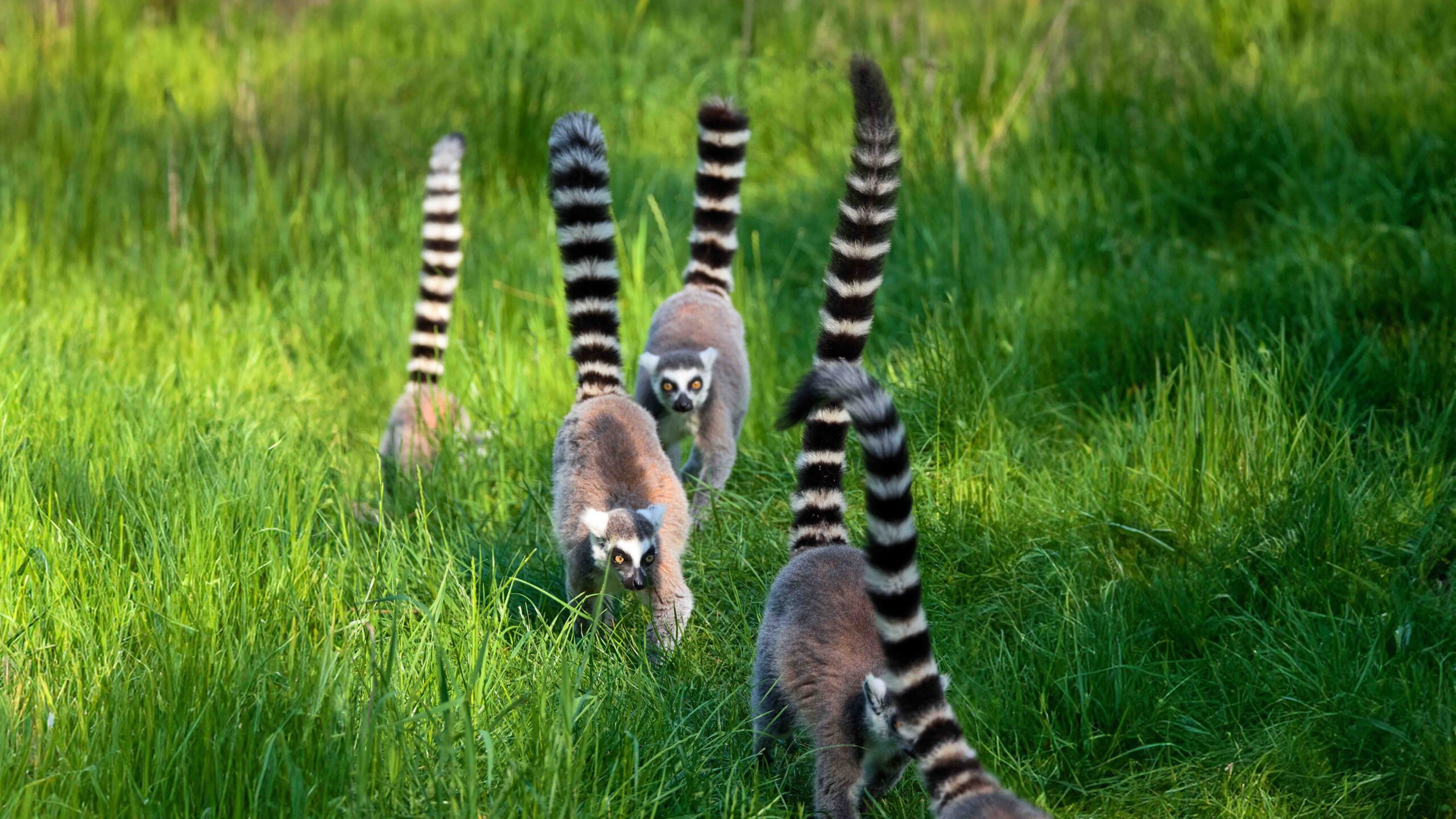 Waarom hebben dieren een staart Ringstaartmaki DierenPark Amersfoort