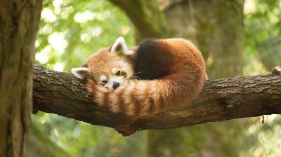 Waarom hebben dieren een staart? | Blog | DierenPark Amersfoort