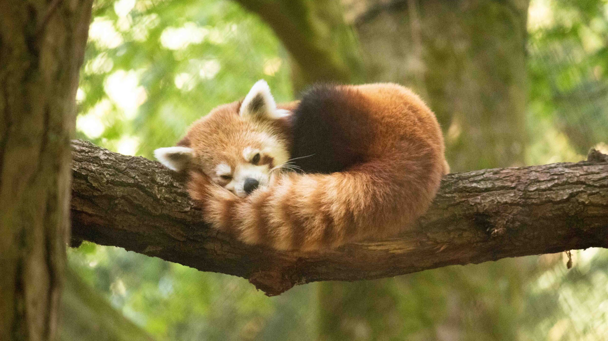 Waarom hebben dieren een staart Rode panda DierenPark Amersfoort