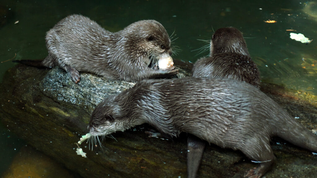 IJsjes voor otters en ringstaartmaki’s in DierenPark Amersfoort