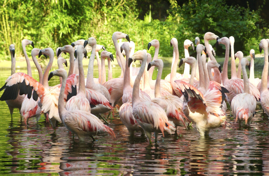 Flamingo's