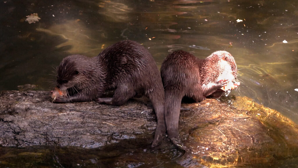 IJsjes voor otters en ringstaartmaki’s in DierenPark Amersfoort