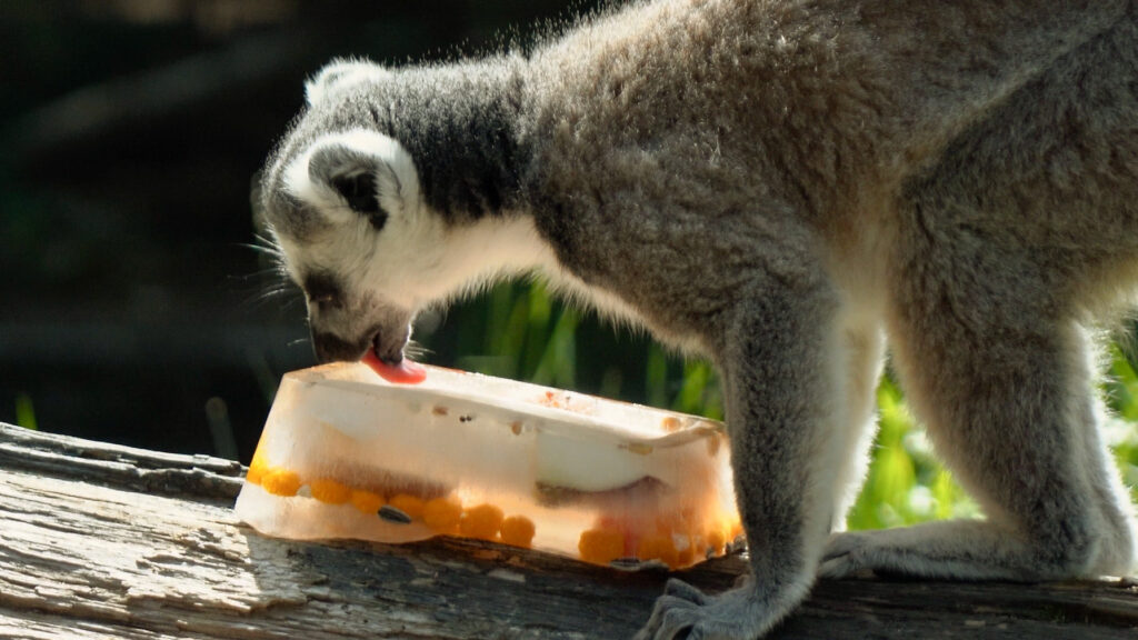 IJsjes voor otters en ringstaartmaki’s in DierenPark Amersfoort