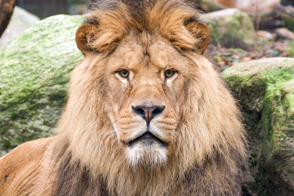 Nieuw evenement: DierenPark Amersfoort organiseert ZOOmer Festival
