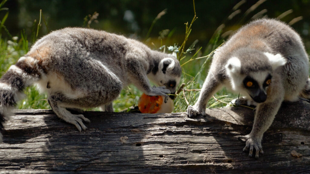 IJsjes voor otters en ringstaartmaki’s in DierenPark Amersfoort