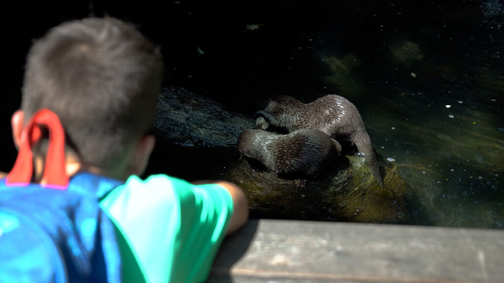 IJsjes voor otters en ringstaartmaki’s in DierenPark Amersfoort