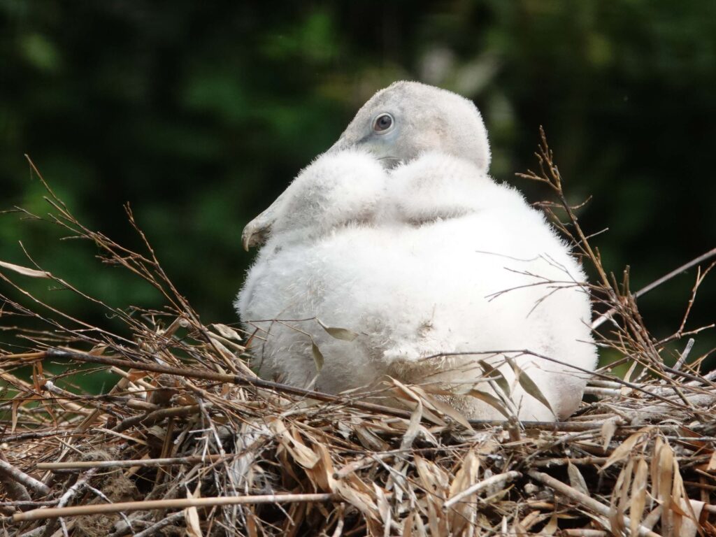 Pelikanenkuiken uit ei gekropen in DierenPark Amersfoort 