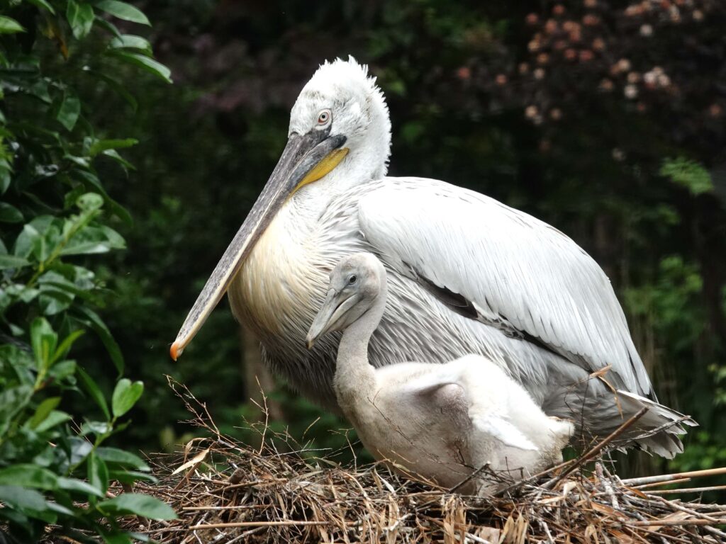 Pelikanenkuiken uit ei gekropen in DierenPark Amersfoort 