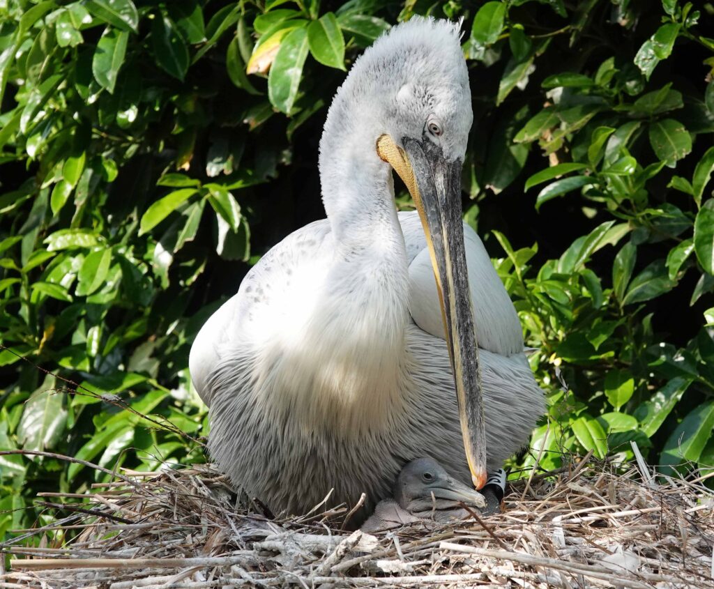 Pelikanenkuiken uit ei gekropen in DierenPark Amersfoort 