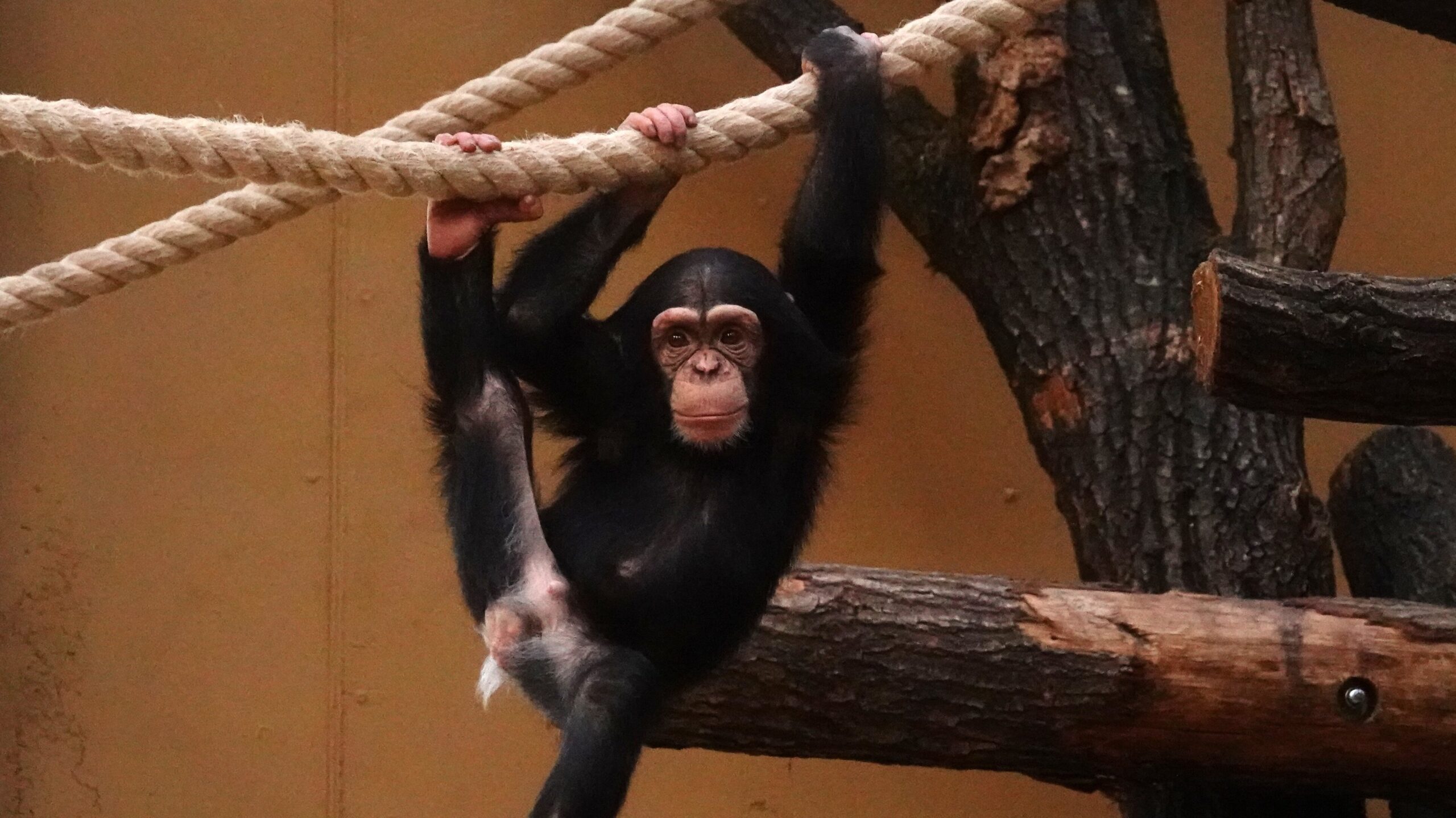 Hoe groeien dieren op? Blog DierenPark Amersfoort