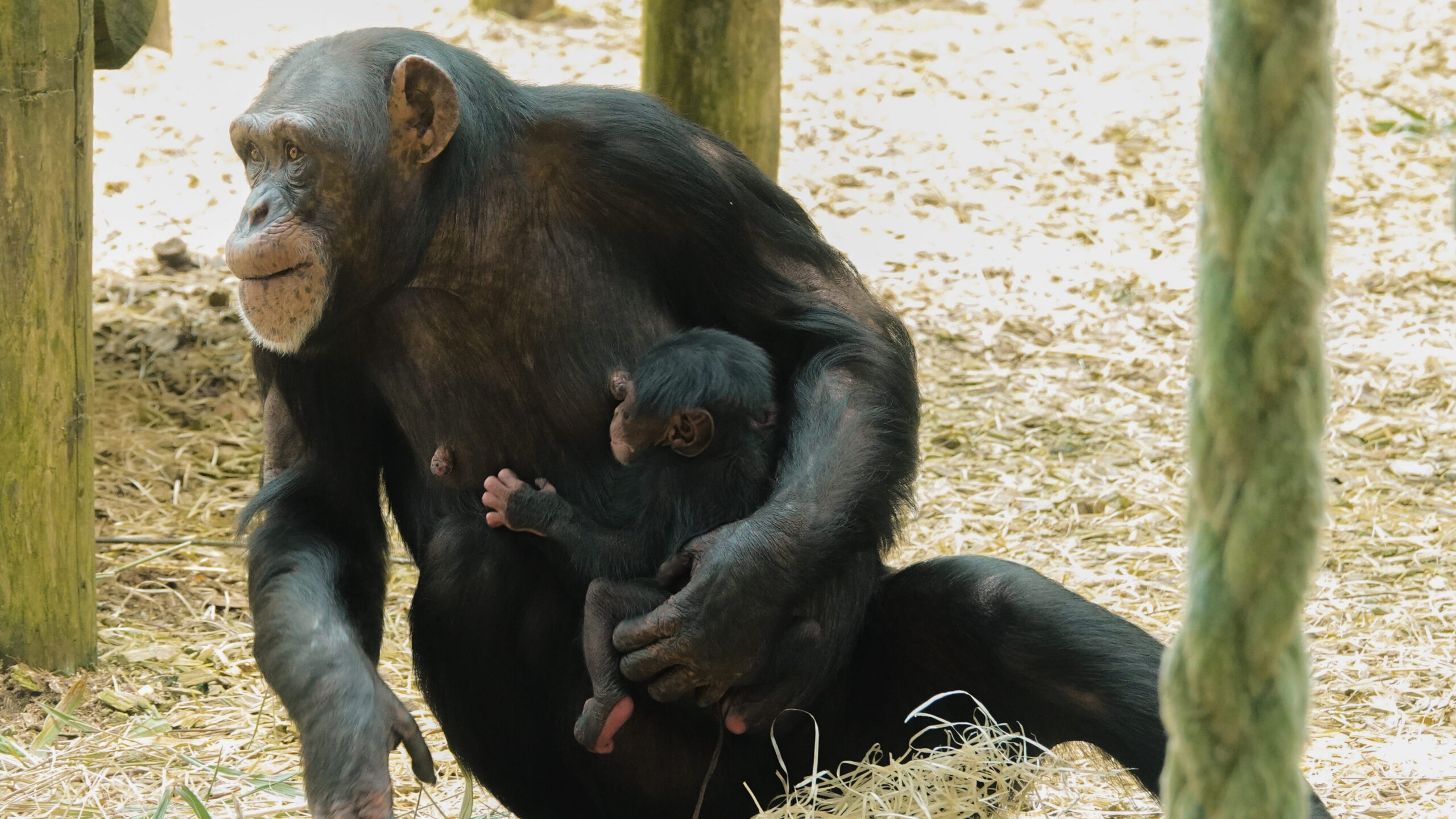 Hoe groeien dieren op? Blog DierenPark Amersfoort