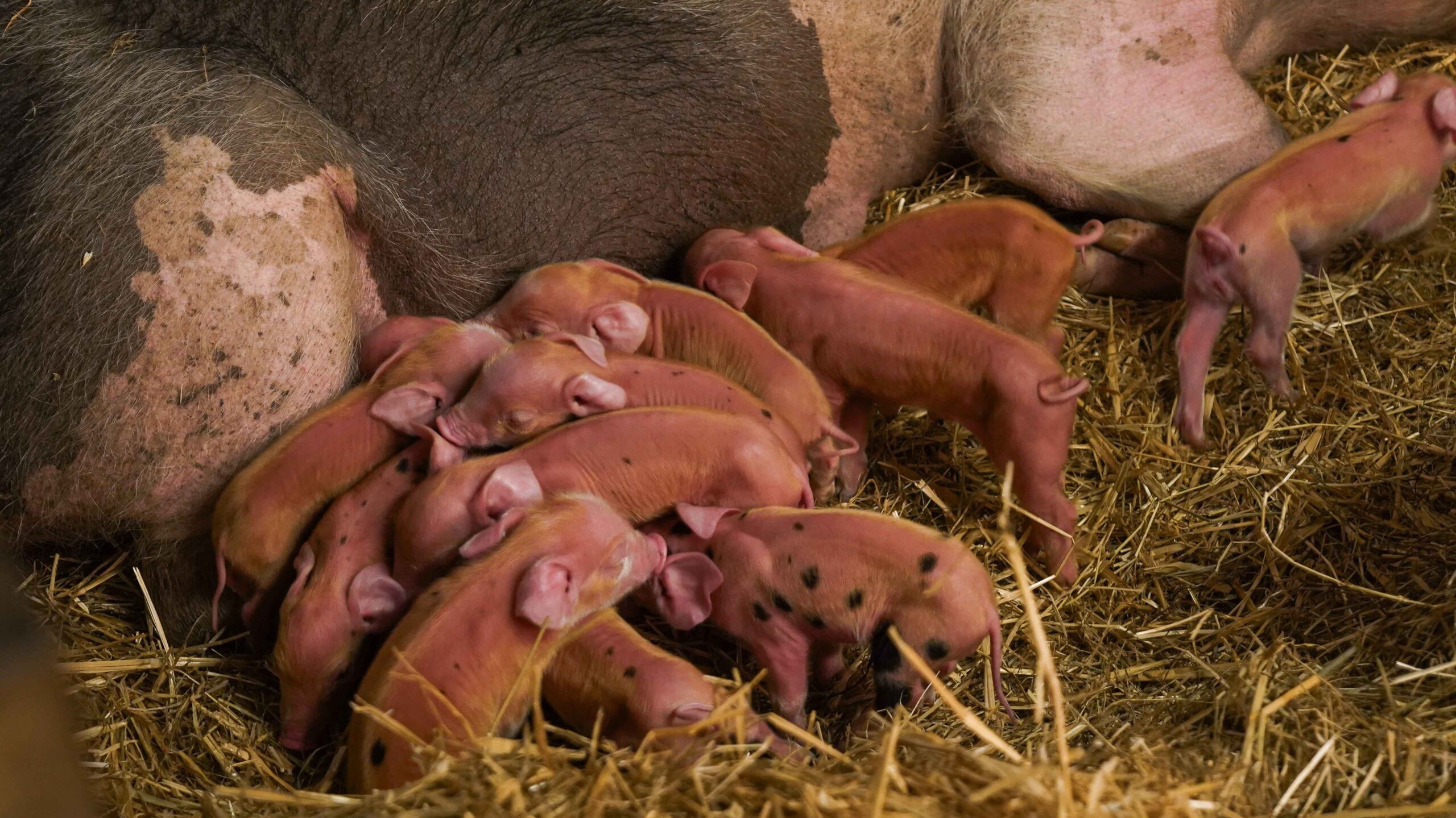 Biggetjes geboren