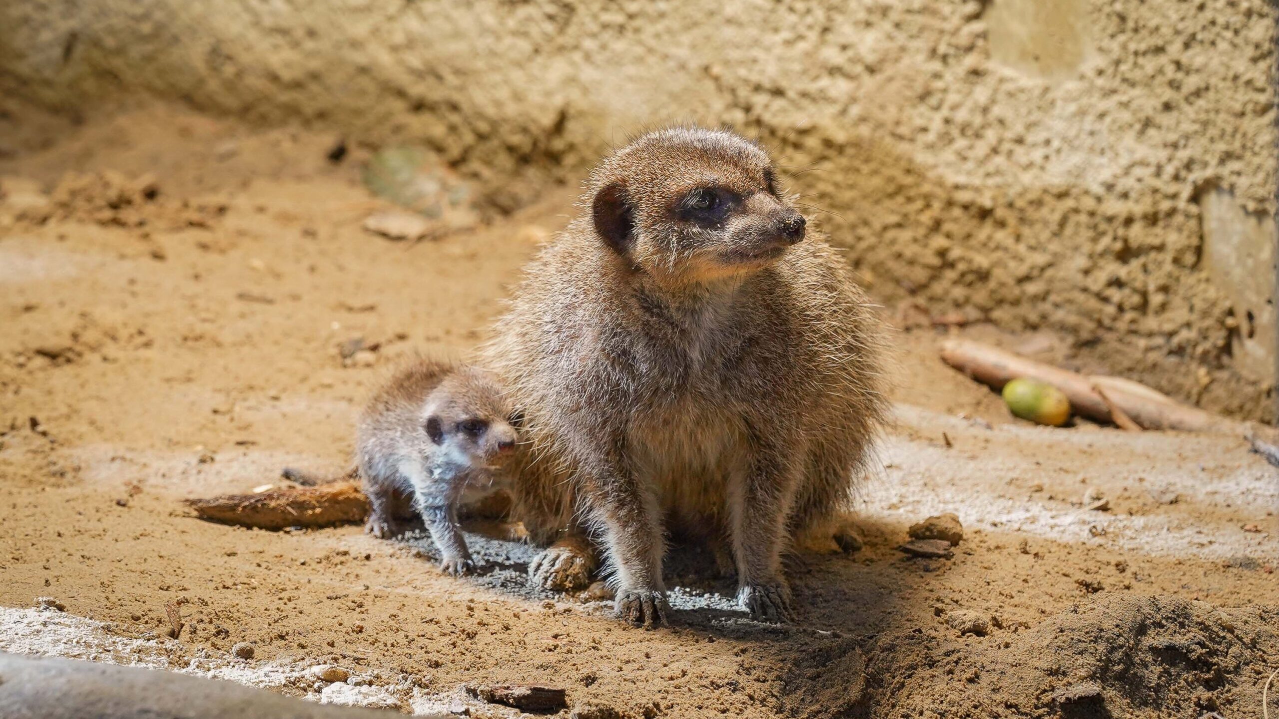 Hoe groeien dieren op? Blog DierenPark Amersfoort