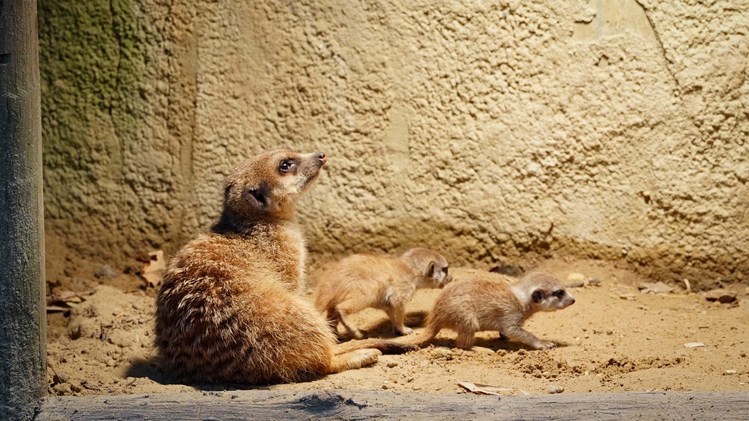 Hoe groeien dieren op? Blog DierenPark Amersfoort