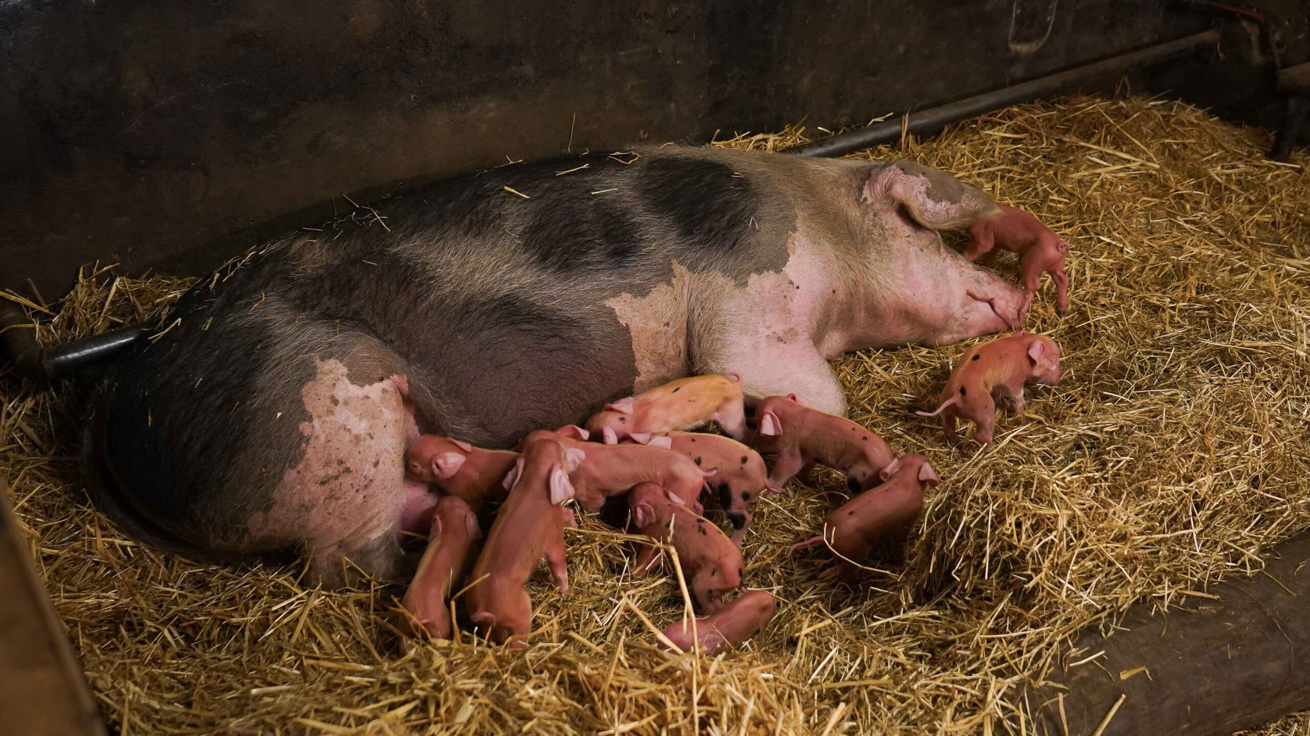Biggetjes geboren