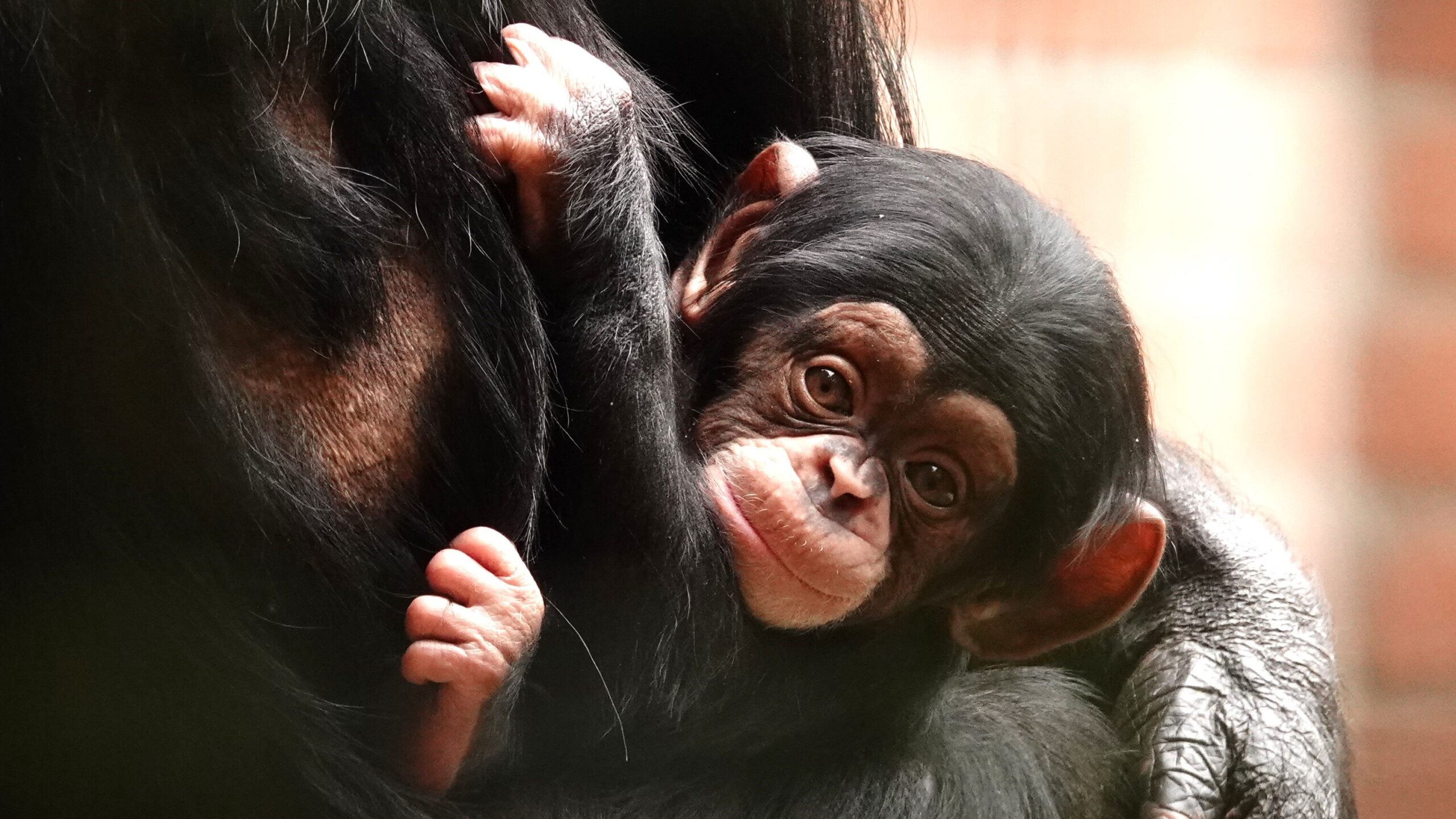Hoe groeien dieren op? Blog DierenPark Amersfoort