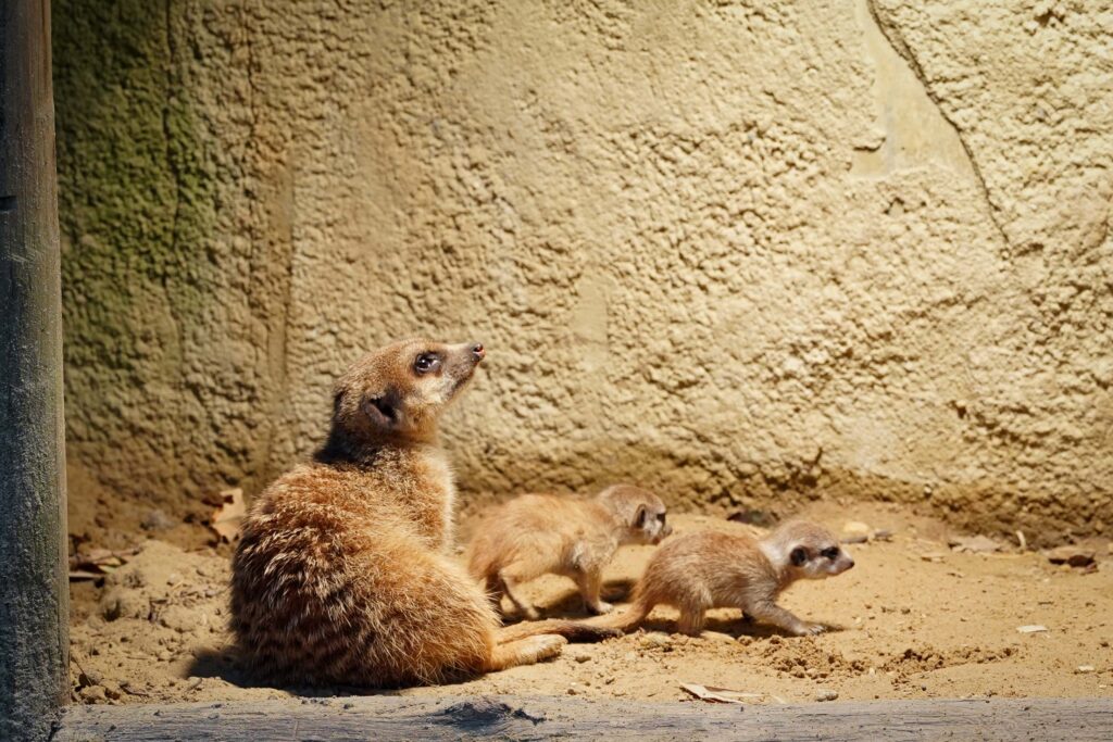 Stokstaartjes geboren DierenPark Amersfoort