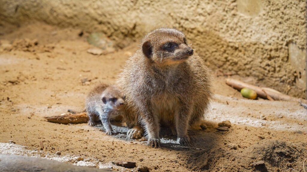 Stokstaartjes geboren DierenPark Amersfoort