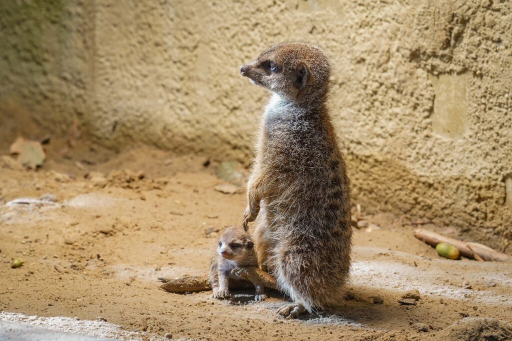 Stokstaartjes geboren DierenPark Amersfoort