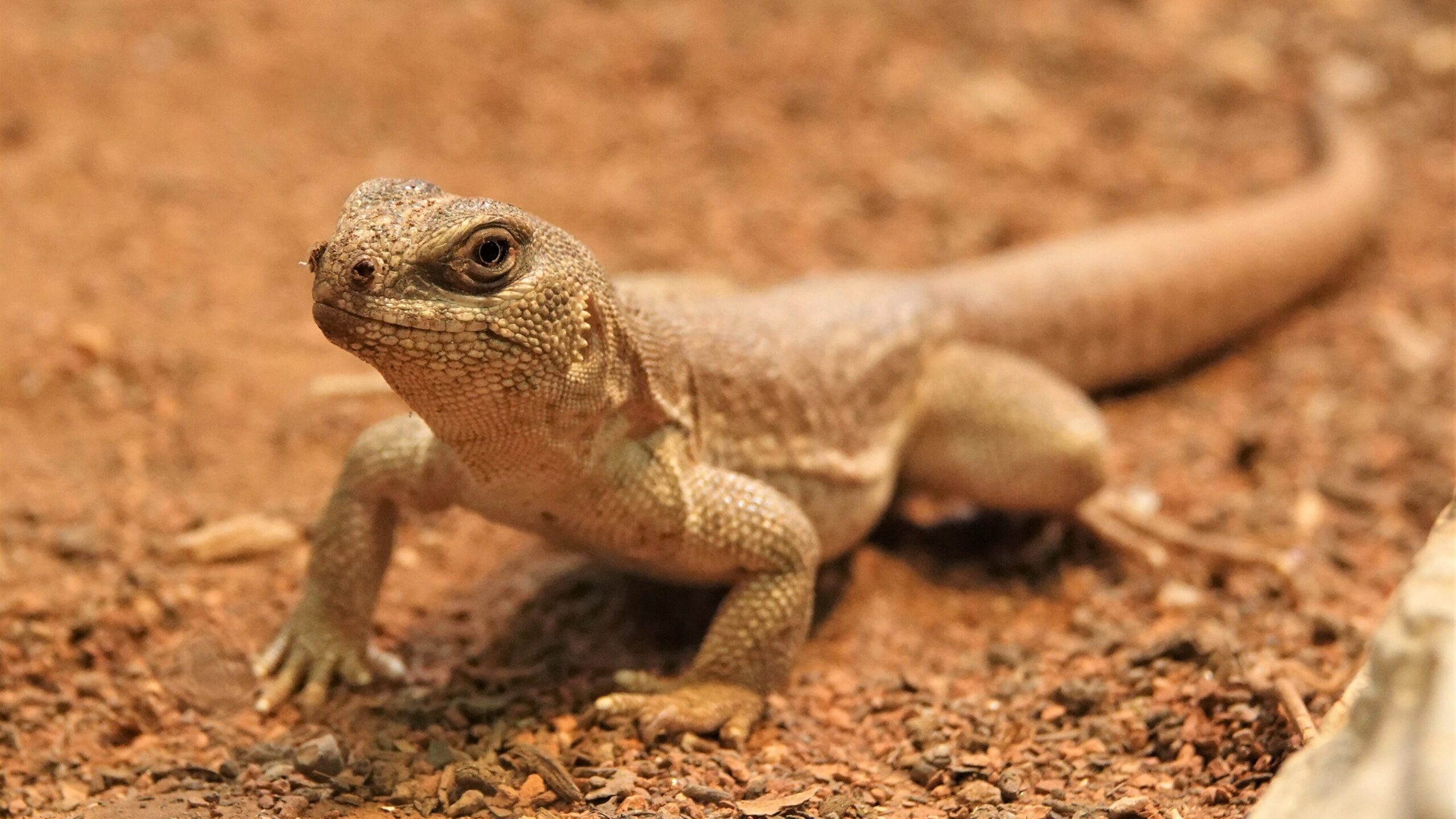 Hoe groeien dieren op? Blog DierenPark Amersfoort