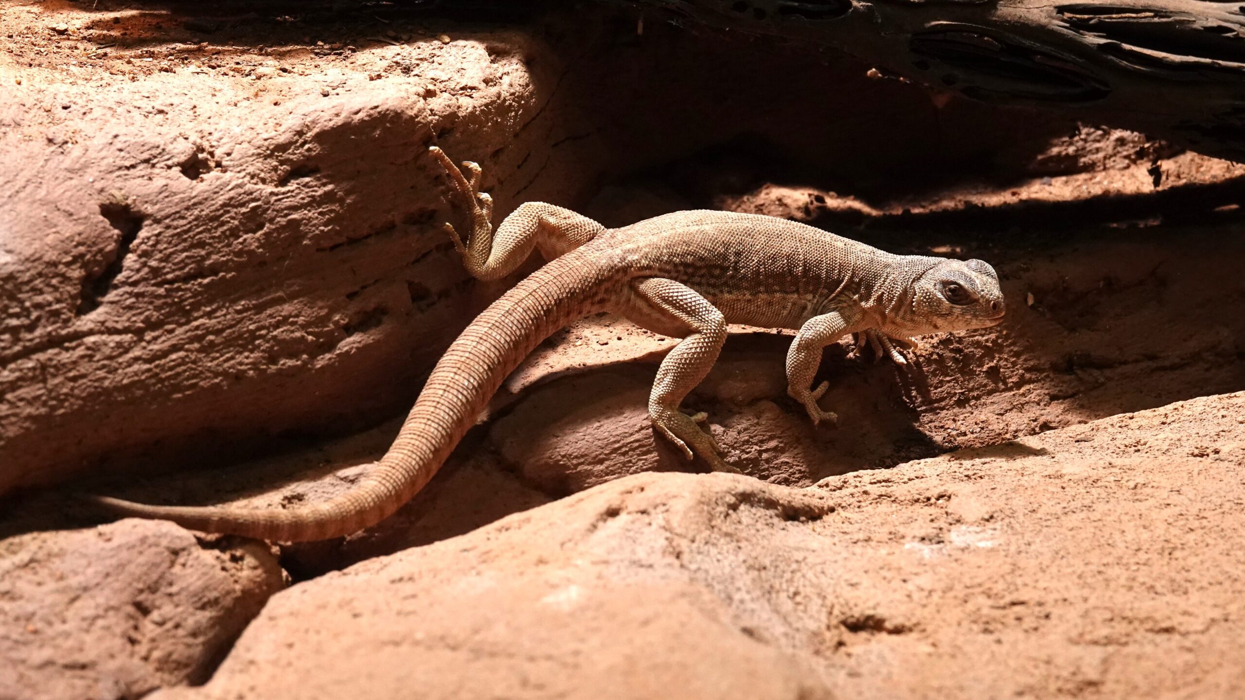 Hoe groeien dieren op? Blog DierenPark Amersfoort