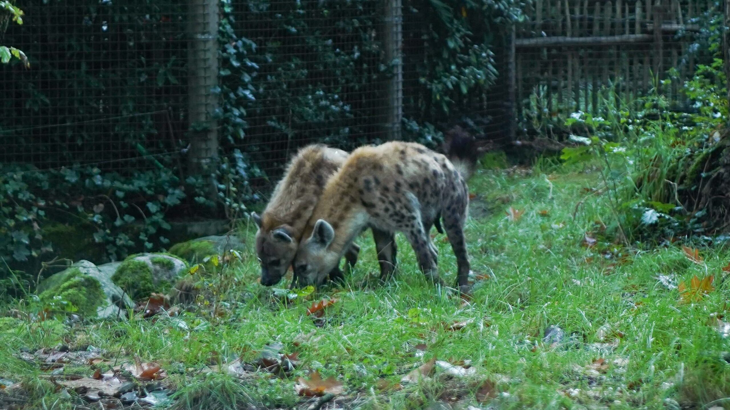 Twee nieuwe hyena’s aangekomen in DierenPark Amersfoort