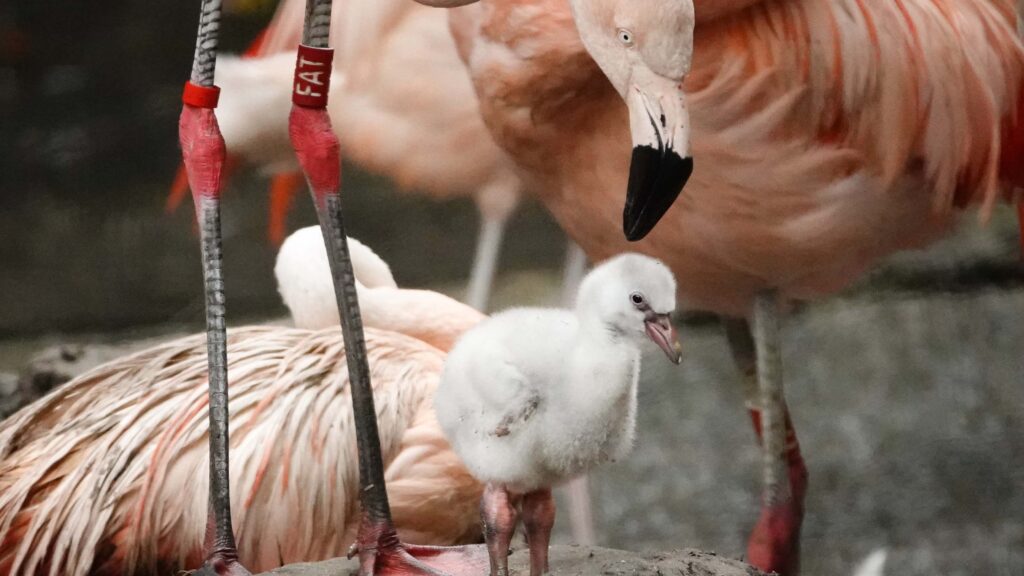 Flamingokuiken geboren DierenPark Amersfoort