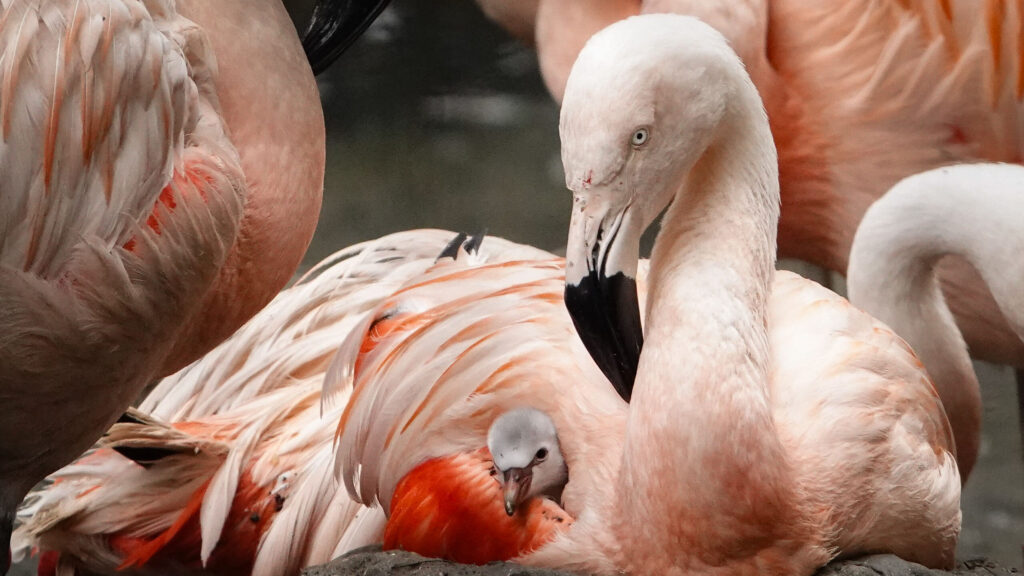 Flamingokuiken geboren DierenPark Amersfoort