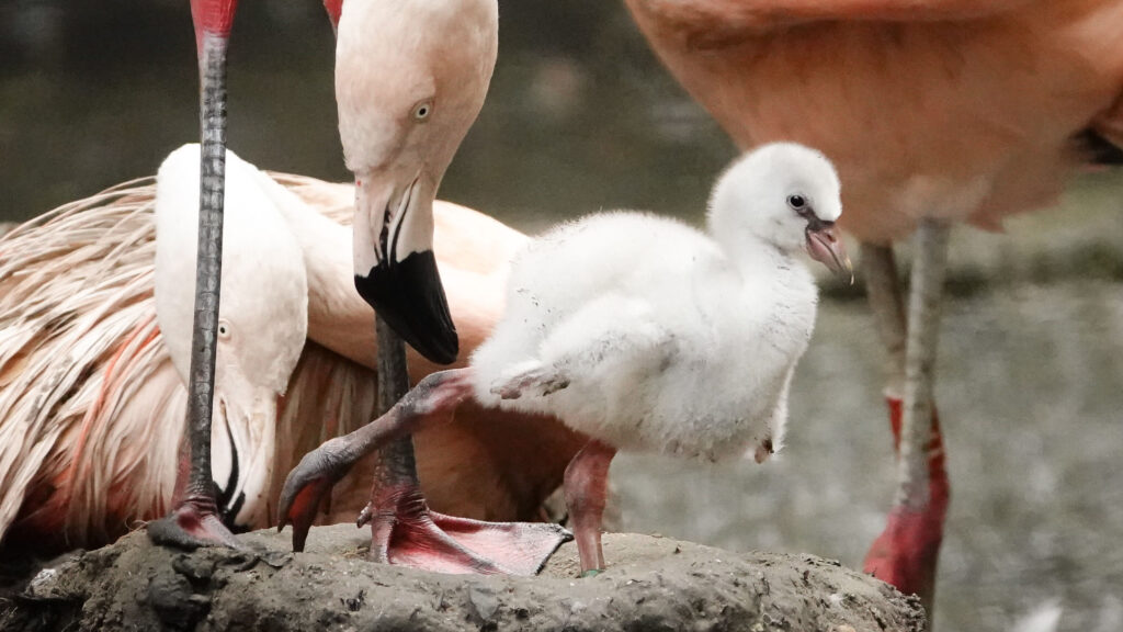 Flamingokuiken geboren DierenPark Amersfoort