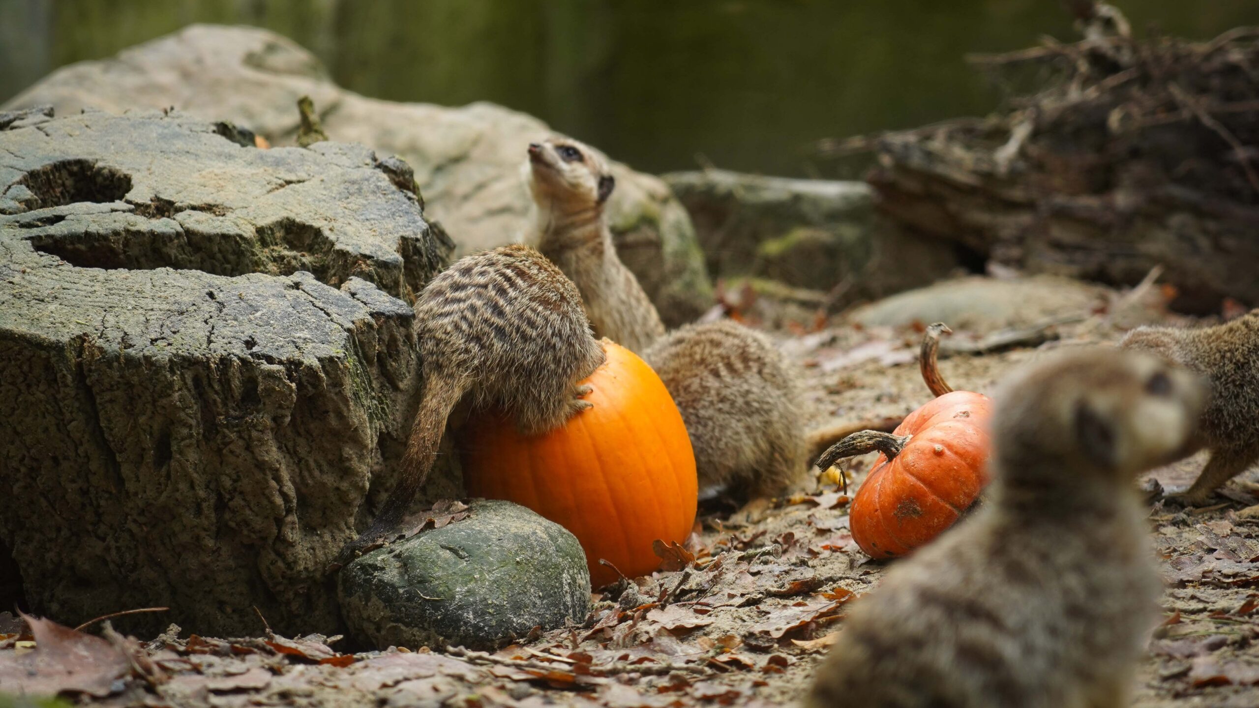 Halloween verrassing voor stokstaartjes in DierenPark Amersfoort