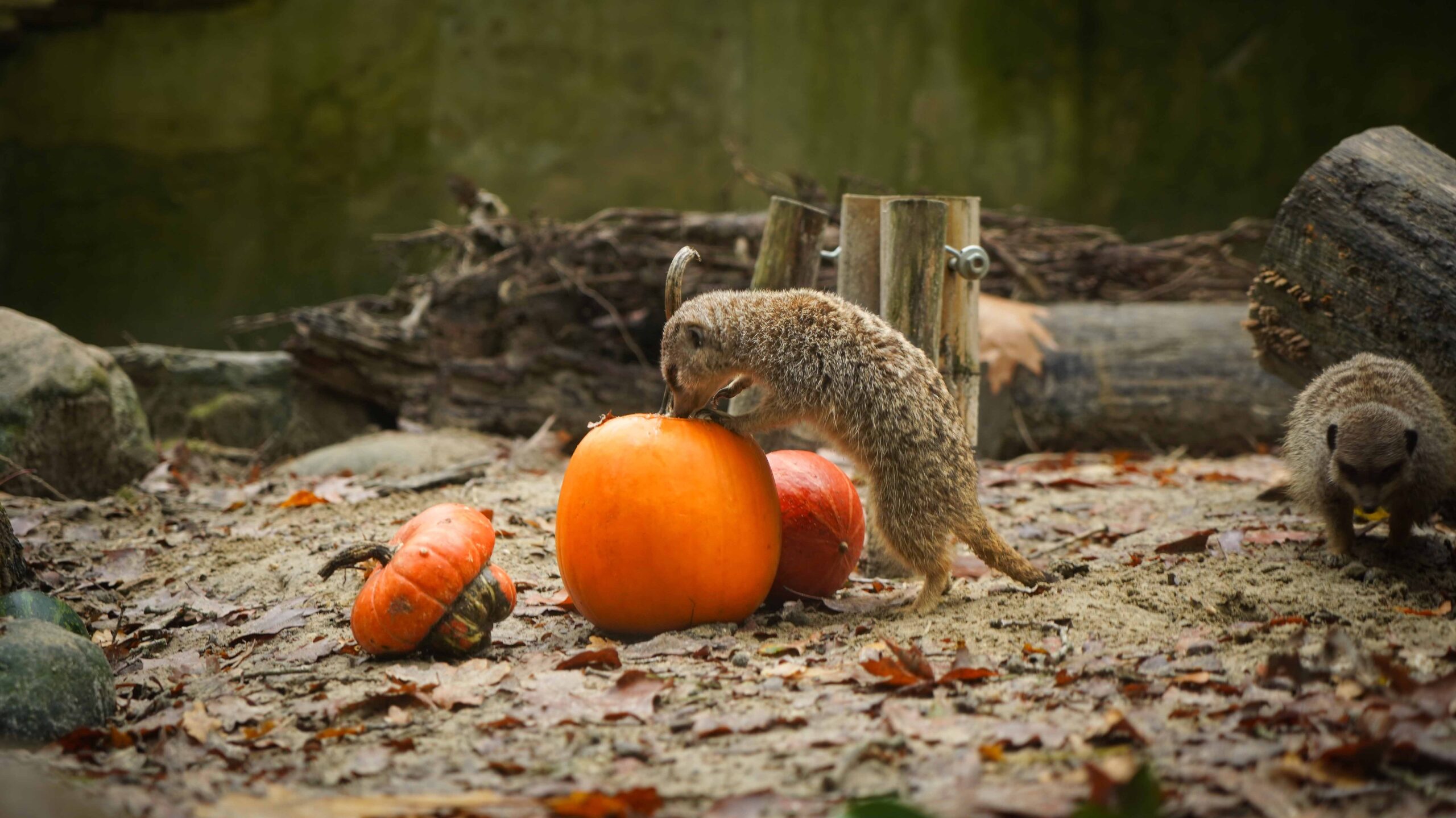 Halloween verrassing voor stokstaartjes in DierenPark Amersfoort