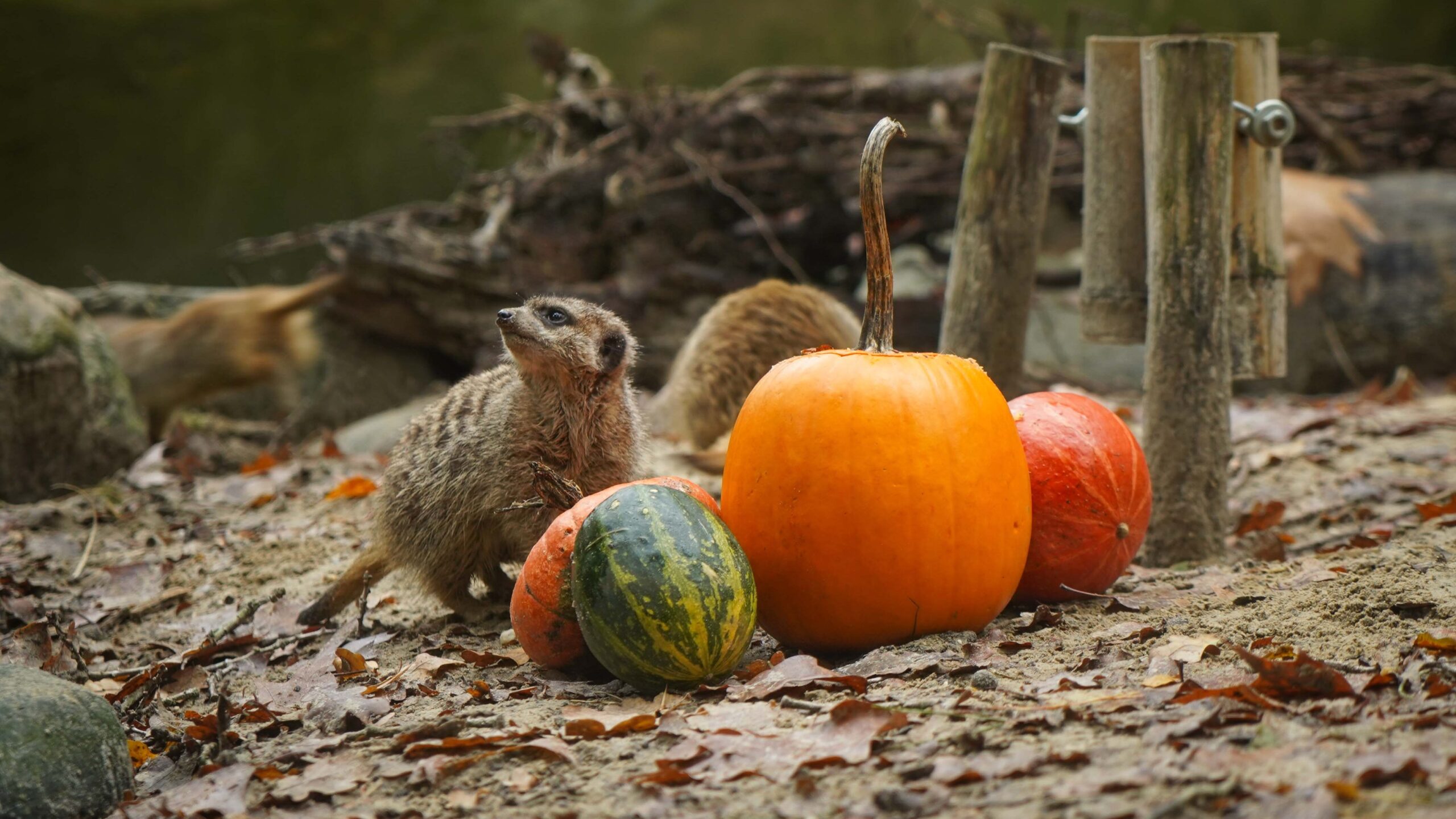 Halloween verrassing voor stokstaartjes in DierenPark Amersfoort