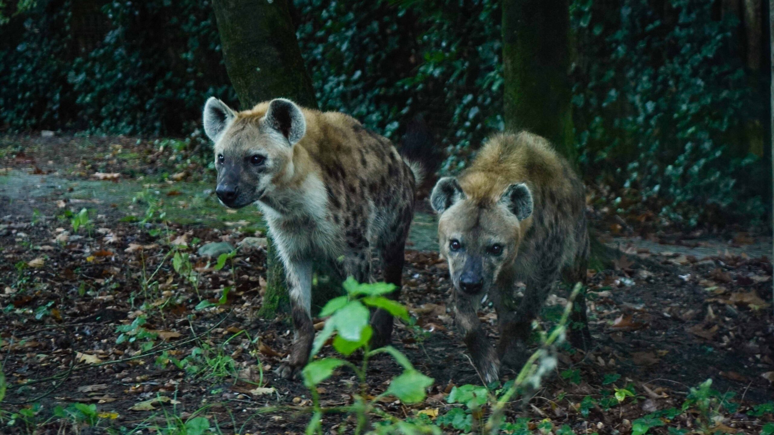 Twee nieuwe hyena’s aangekomen in DierenPark Amersfoort