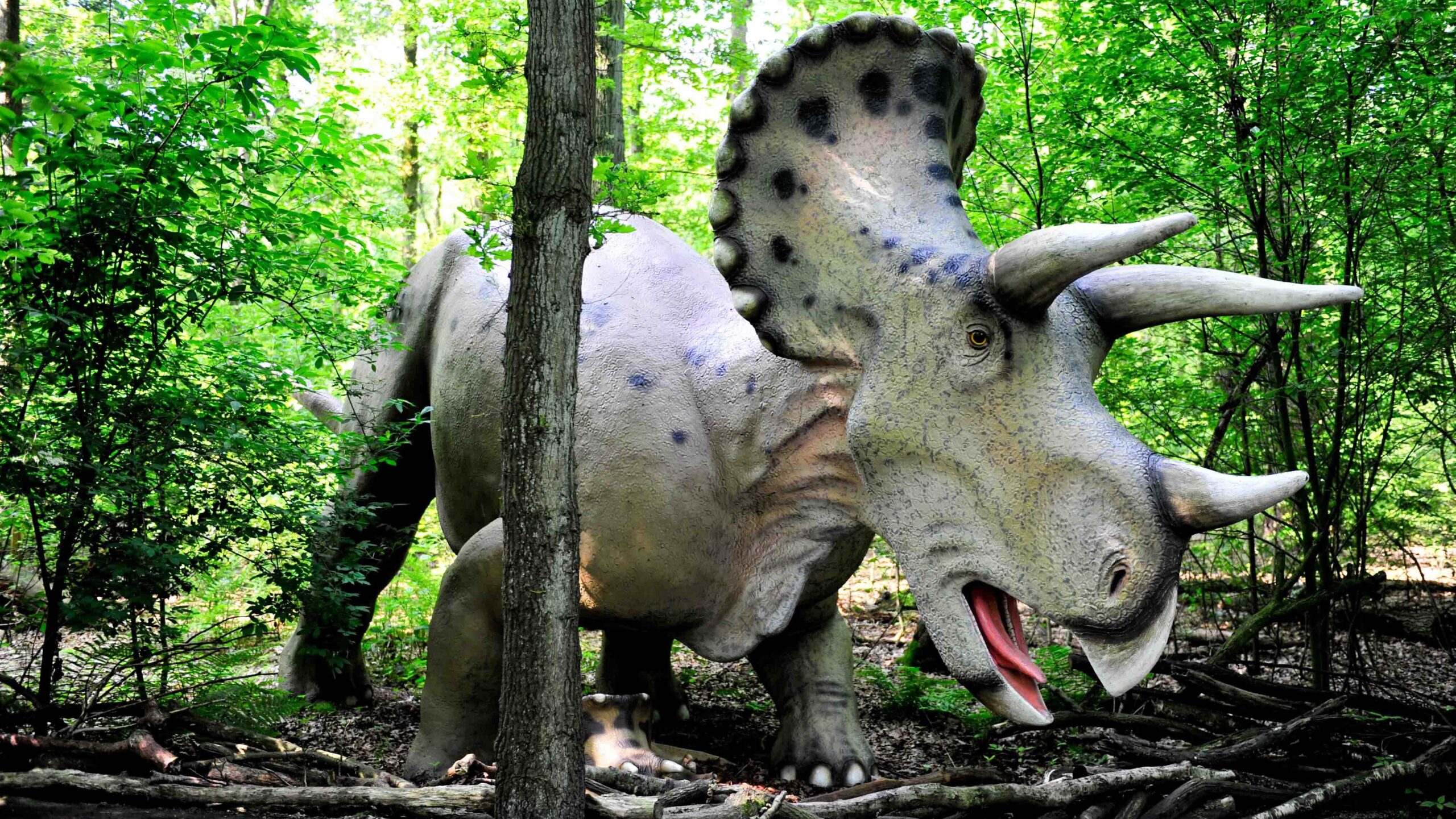 Triceratops