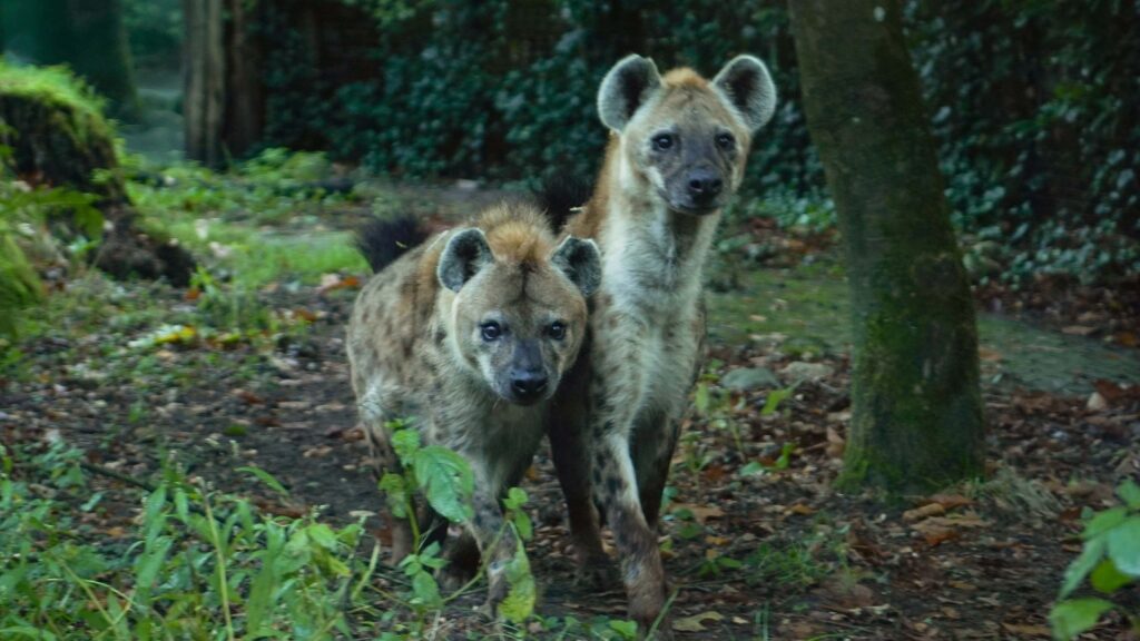 Twee nieuwe hyena’s aangekomen in DierenPark Amersfoort