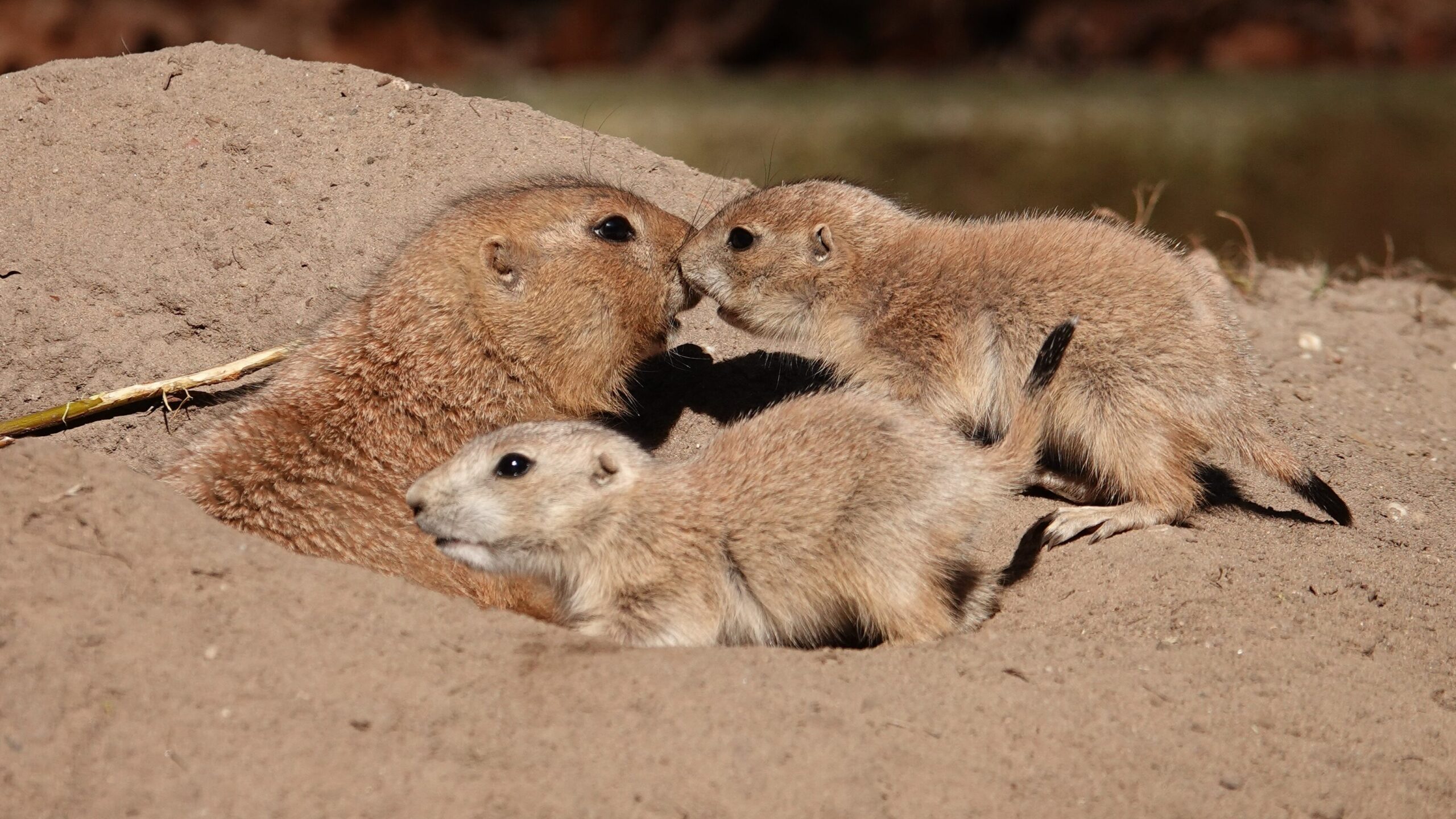 Tientallen prairiehondjes geboren in DierenPark Amersfoort