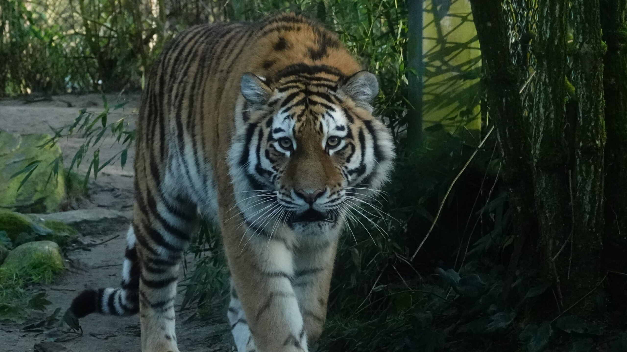 Nieuwe tijger DierenPark Amersfoort