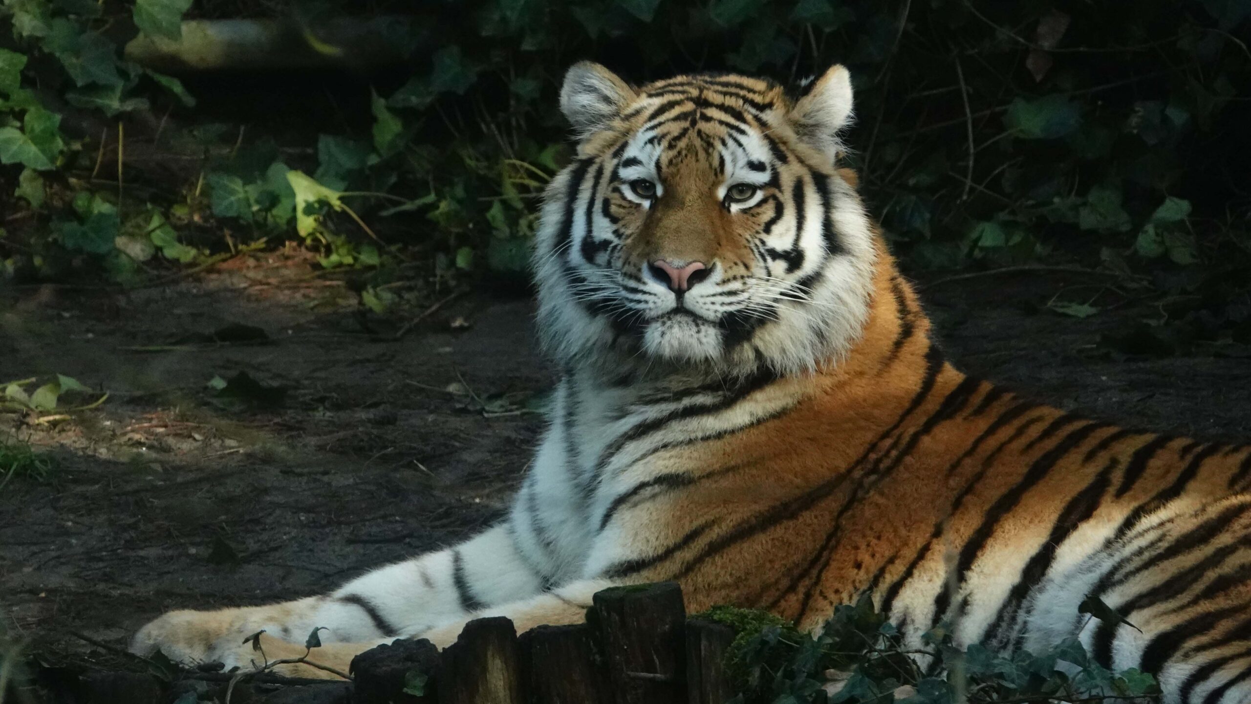 Nieuwe tijger DierenPark Amersfoort