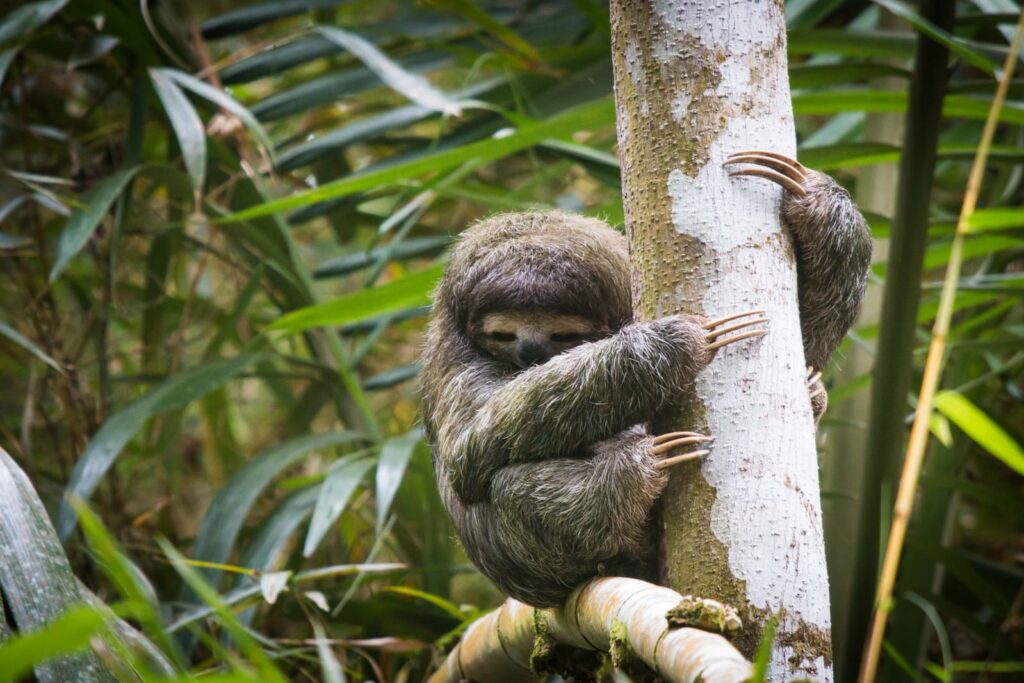 Recordbedrag voor luiaards in Costa Rica dankzij bezoekers van DierenPark Amersfoort