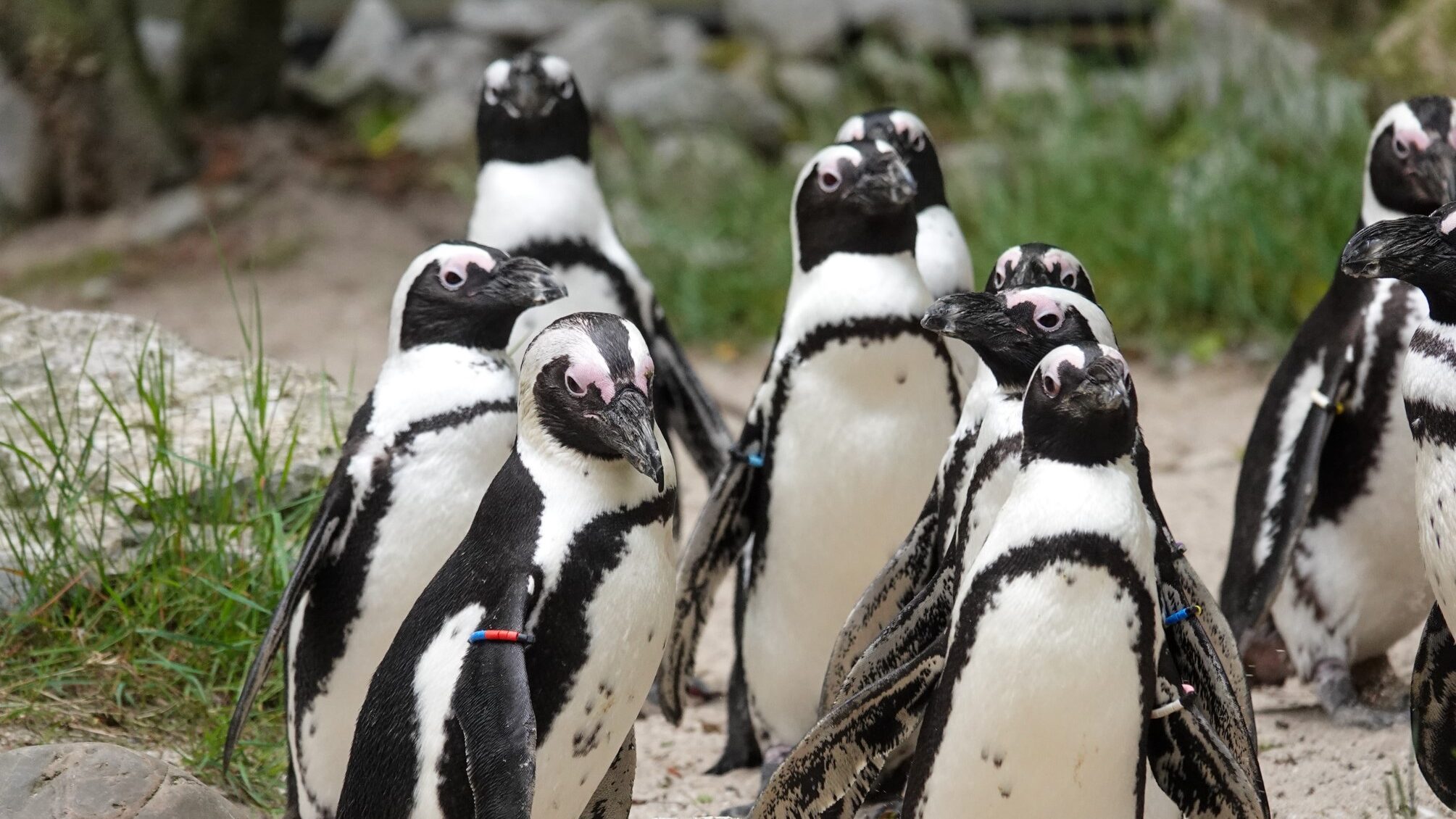 Wildlife Fund doneert recordbedrag